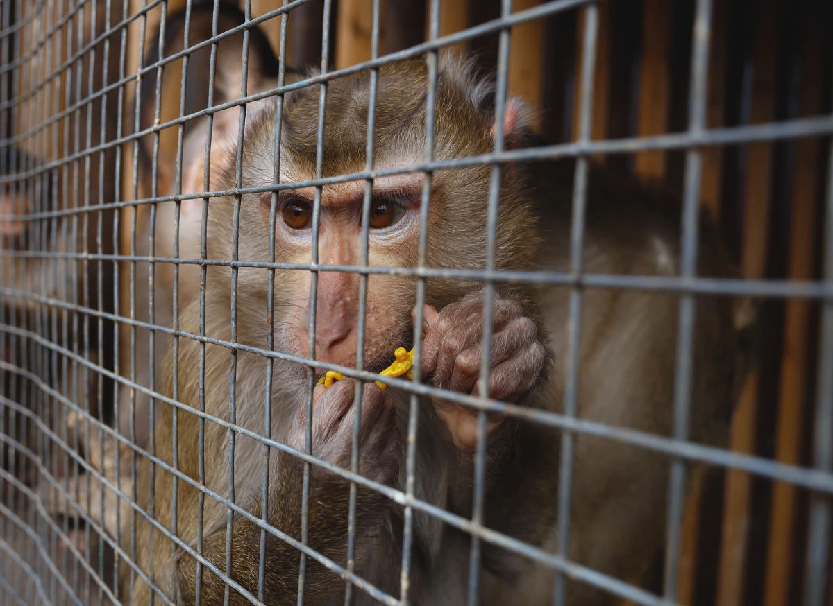 Le Droit des animaux : vers une meilleure protection de nos compagnons